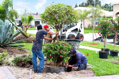 Landscapers Planting Trees In A Yard