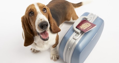 dog and suitcase