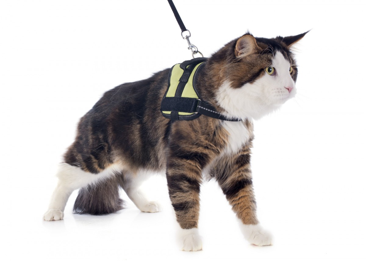 Pet-Cat-Leash