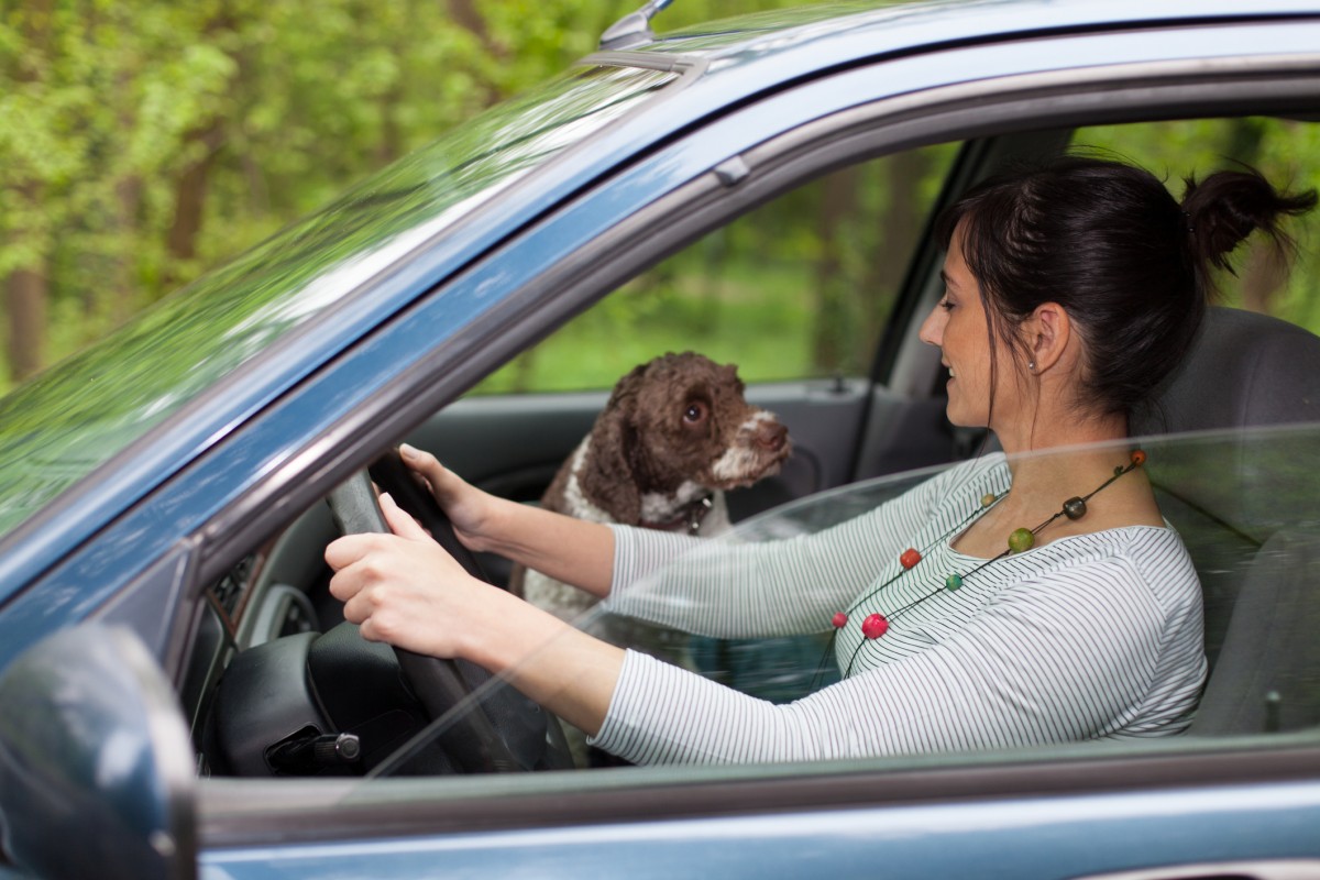 Pet-Distracted-Driving.jpg