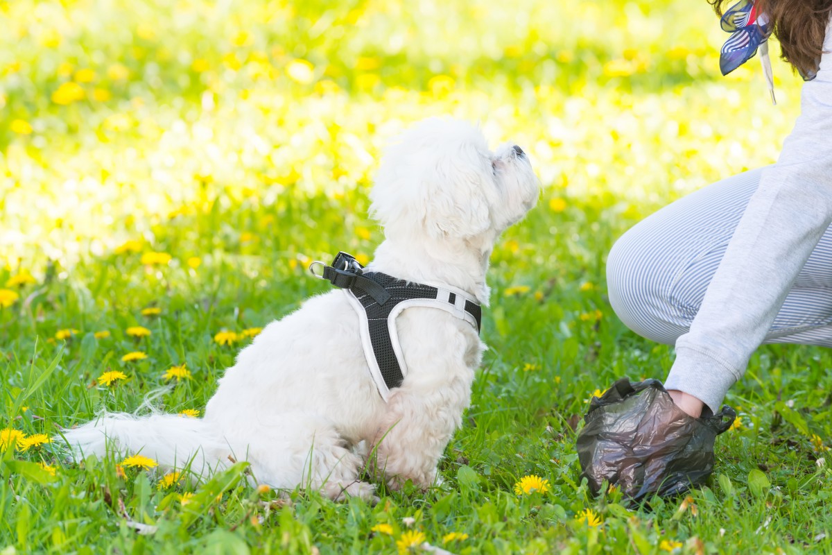 Pet-Dog-Plastic-Bag