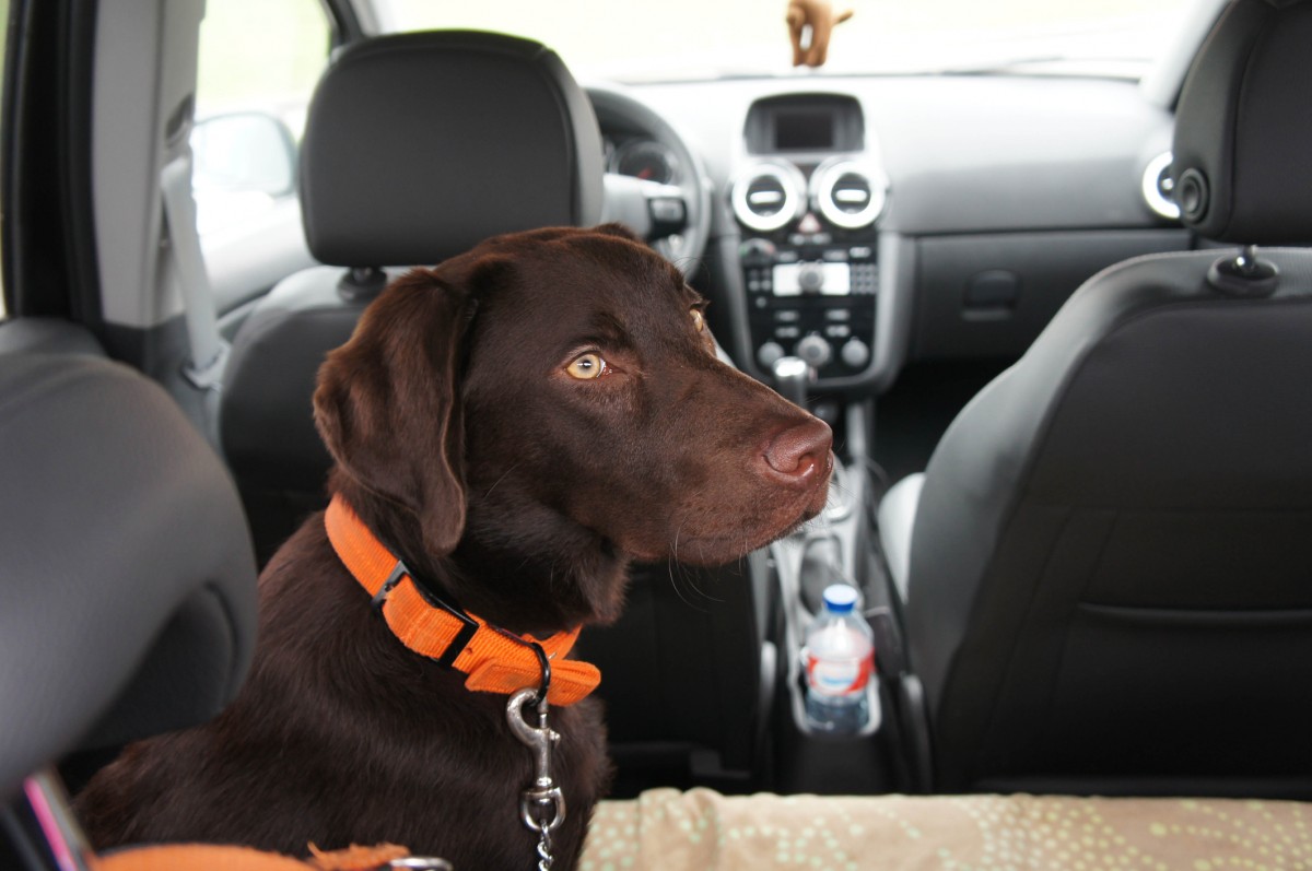 Pet-Dog-Travel-Car