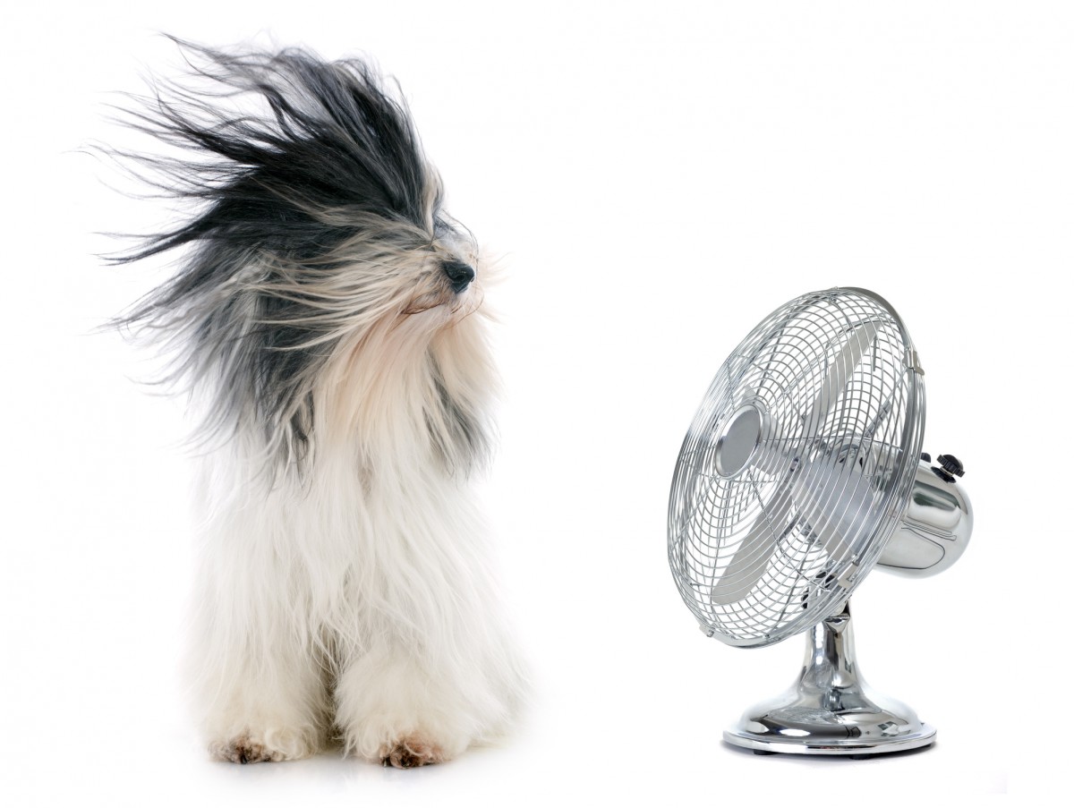 Pet-Fan-Cool-Fan