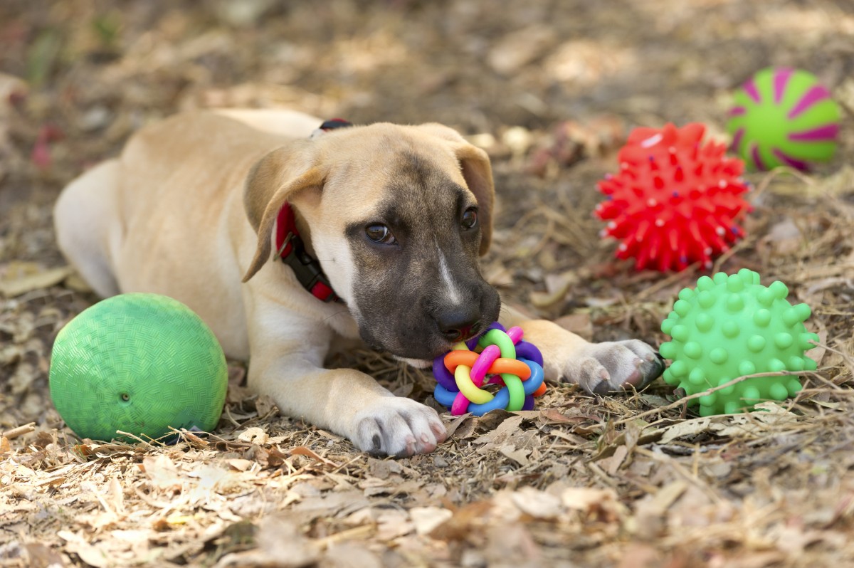 Pet-Puppy-Toys