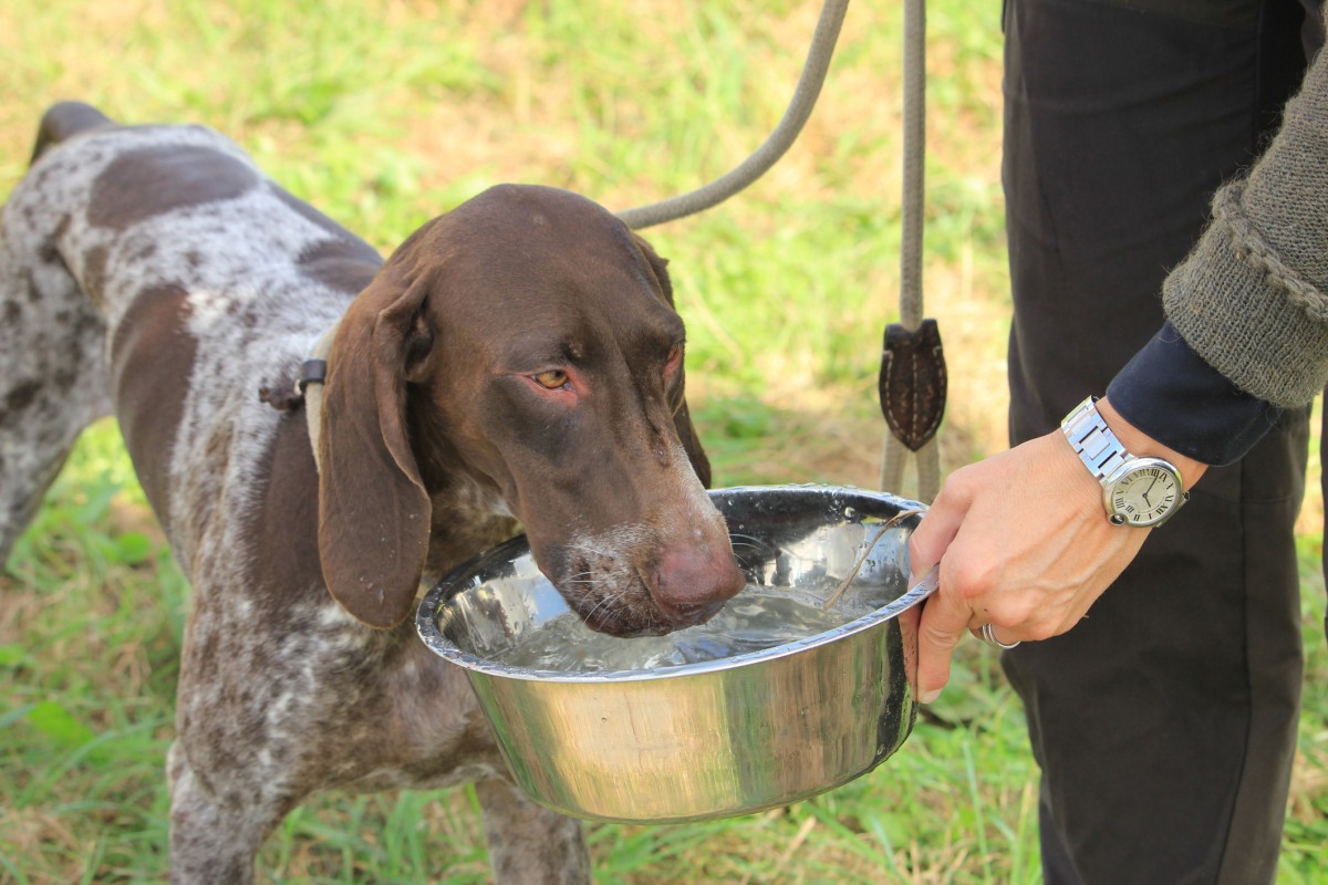 Water-Pet-Dog