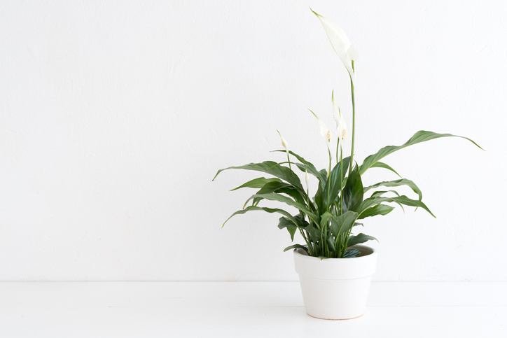 peace lily_0.jpg