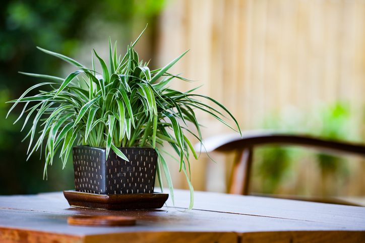 spider plant_0.jpg