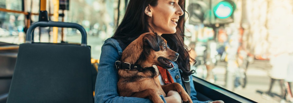 dog with owner on bus dog with owner on bus