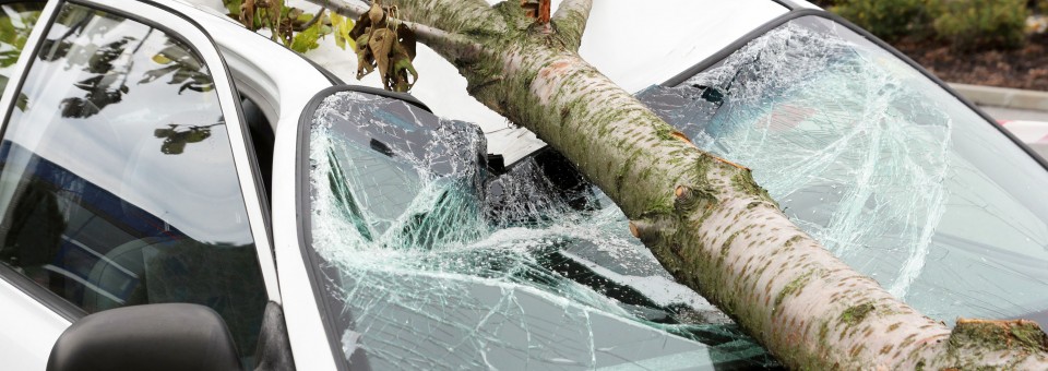 tree fallen on car tree fallen on car