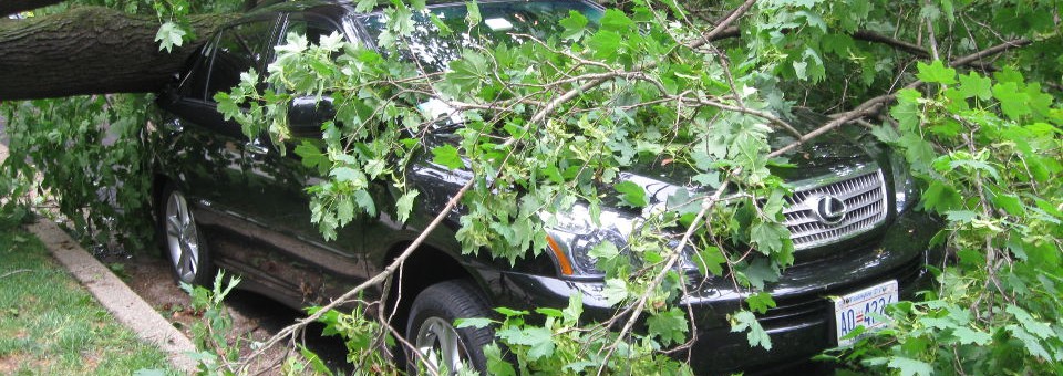 Tree Fallen on Car Tree Fallen on Car