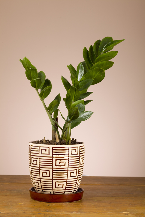 zz plant_0.jpg